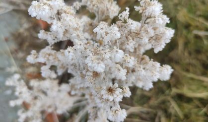 Göle eksi 13 derece, ağaçlar kırağı tuttu