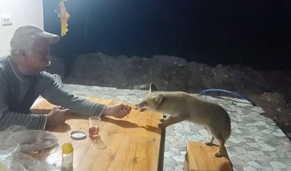 Tilki ailesi her akşam yemek için bağ evine geliyor