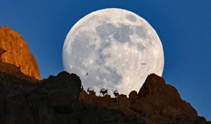 Van'da yaban keçileri dolunayla birlikte görüntülendi