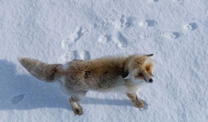 Zorlu kış koşullarının usta avcıları: Kızıl tilkiler