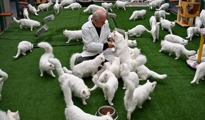 Van'da hedef orijinal Van kedisi yavru sayısını artırmak