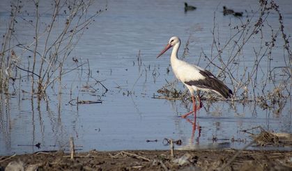 Leylekler Karakaya Barajı etrafındaki yuvalarına dönmeye başladı