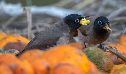 Narenciyelerle beslenen Arap bülbülleri görüntülendi!