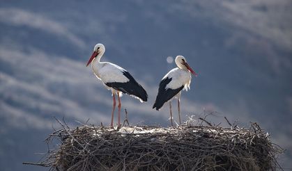 Baharın müjdecisi leylekler yuvalarına dönmeye başladı!