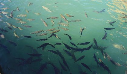 Ramazan ayında Balıklıgöl’e ziyaretçi akını