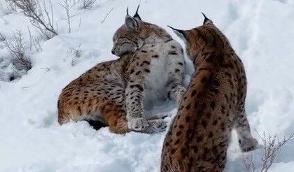 Erzincan’da iki vaşak görüntülendi