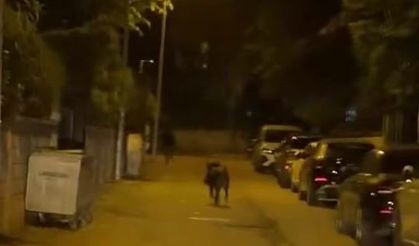 Batman’da domuz dehşeti