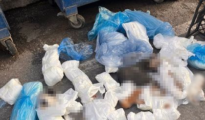 İzmir’deki ’33 ölü kedi’ vahşetinde yeni gelişme