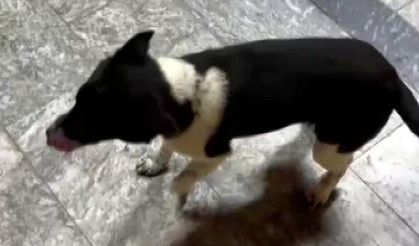 At çiftliğinde yetişen bu köpek, kendini at sanıyor