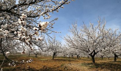 Malatya’da 9 milyon kayısı ağacı görsel şölen oluşturuyor