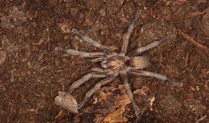 Aydın’da bulunan tarantula türü tescillendi
