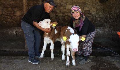 Amasya’da doğan buzağılara ‘Yıldız’ ve ‘Tilbe’ adı verildi