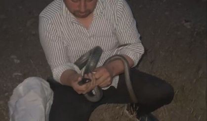1 buçuk metrelik 2 yılanı saklandığı delikte yakaladı
