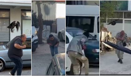 Karga ailesi yavrusu için kedilere ve insanlara meydan okudu