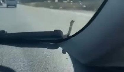 Seyir halindeki aracın kaputunda yılan paniği