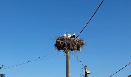 Elektrik direğindeki yuvadan kurtarıldılar