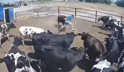 Boğa saldırdı, ölümden döndü!