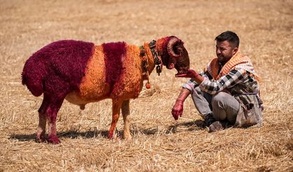 8 asırlık gelenek için geri sayım: 47 çoban, 63 sürü yarışacak