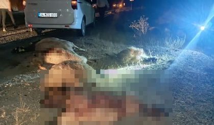 Otomobil koyunların arasına daldı!