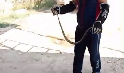 Yerleşim yerlerini yılanlar bastı!