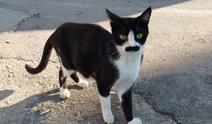 Karşınızda pala bıyıklı kedi!
