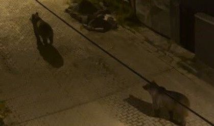 Kars’ta boz ayılar mahalle aralarında cirit attı