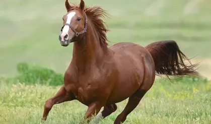 TİGEM 17 safkan Arap koşu tayı satacak