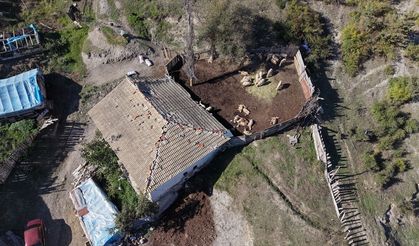 Kastamonu'da ahıra giren kurtlar 18 koyunu telef etti