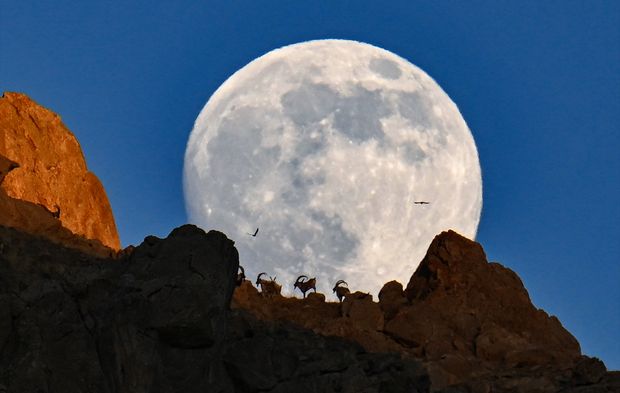 Van'da yaban keçileri dolunayla birlikte görüntülendi