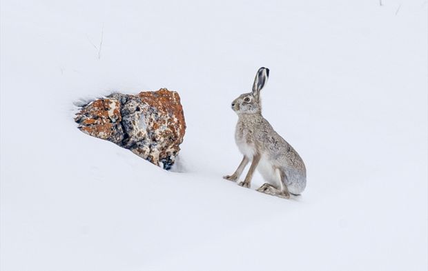 Kar üzerinde yiyecek arayan yaban tavşanı görüntülendi