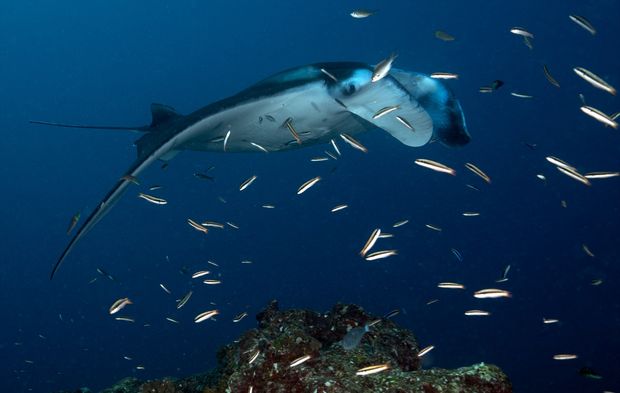 Farklı türlerdeki vatozlar Maldivler'in su altı yaşamına renk katıyor!