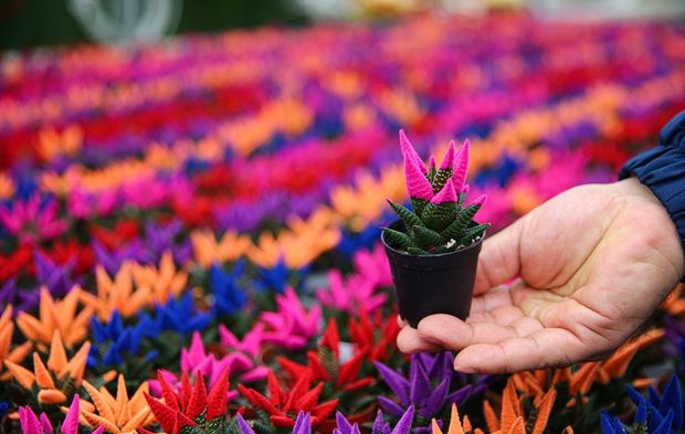Çukurova'da çiçekler Sevgililer Günü'ne hazır