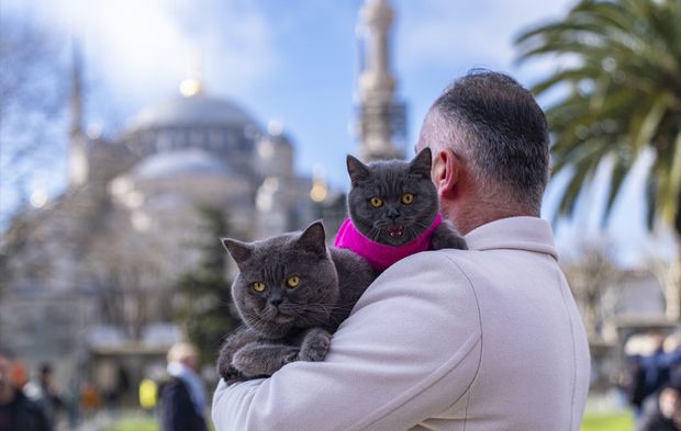 İstanbul'u gezen seyyah kedinin omuz macerasına yavrusu da katıldı