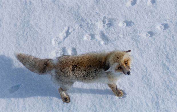Zorlu kış koşullarının usta avcıları: Kızıl tilkiler