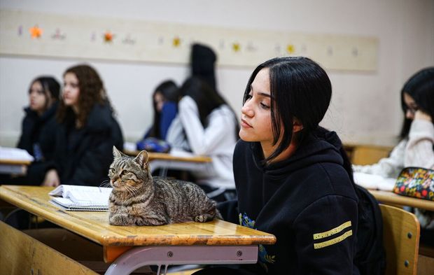 Derse giren kedi Pakize okulun 470'inci öğrencisi oldu!