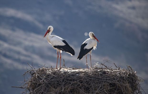 Baharın müjdecisi leylekler yuvalarına dönmeye başladı!