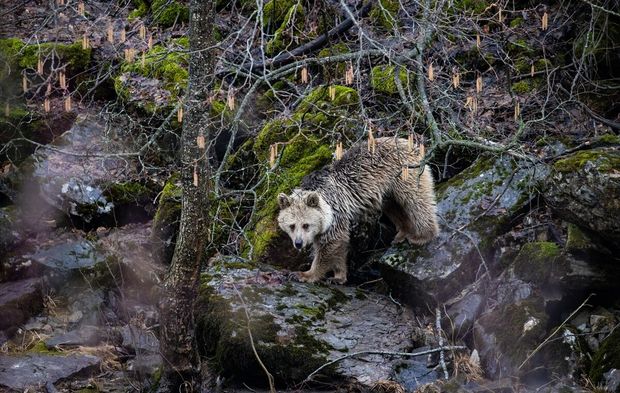 Munzur Vadisi birçok yaban hayvanına ev sahipliği yapıyor!