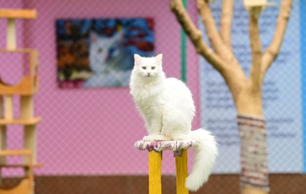 Van kedilerinde "B" kan grubunun daha baskın olduğu belirlendi