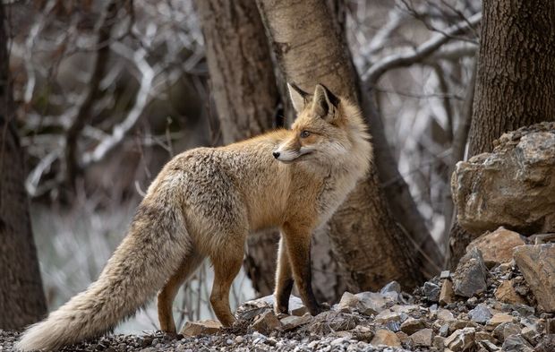 Tunceli'nin dağlarında yaban keçileri ve tilkiler yiyecek aradı!