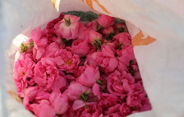 Tunus'ta Şam gülü üreticiliği yerel ekonomiye can suyu oluyor!