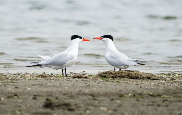 Gediz Deltası'nda bahar hareketliliği!