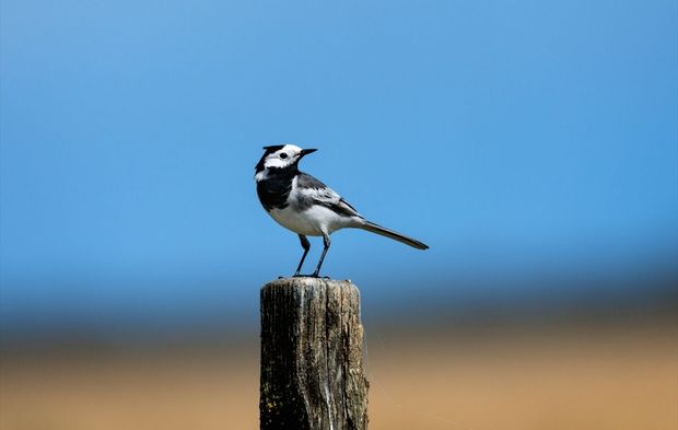 Kızılırmak Deltası’nın kanatlı sakinleri!