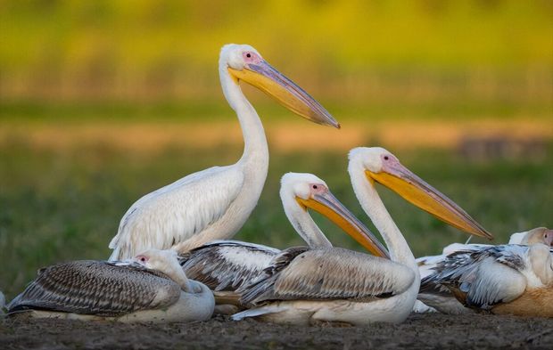 Uluabat Gölü ak pelikanların göç yolundaki güvenli limanı oldu