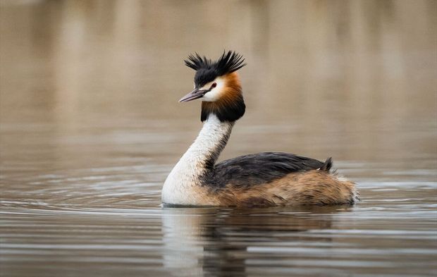 Bursa'nın sazlıklarında bahar hareketliliği