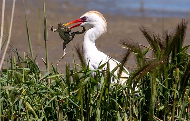 Ankara'da doğal yaşam!