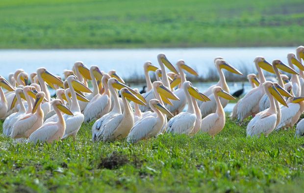 Göç yolundaki pelikan sürüsünün Bursa molası