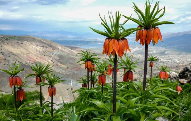Sakız Dağı’ndaki ters laleler görsel şölen sunuyor