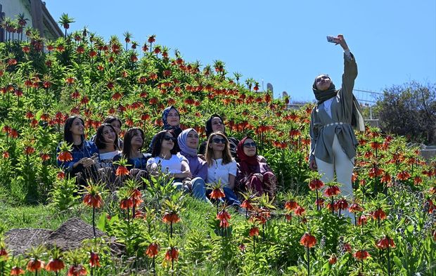 Ters laleler etkileyici güzellikleriyle ilgi odağı oldu