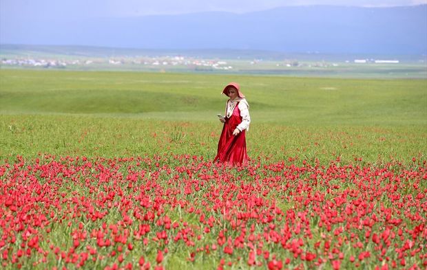 Yayılış alanı daralan Muş lalesi bilim insanlarının takibinde