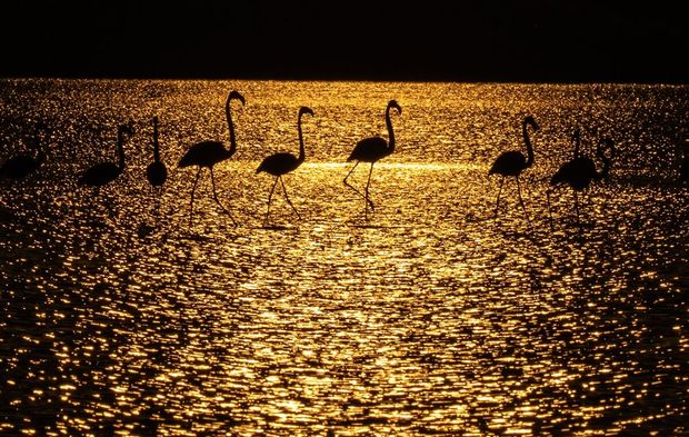 Başkentin flamingoları